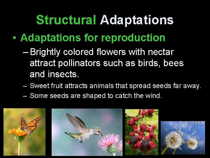 Structural Adaptations • Adaptations for reproduction – Brightly colored flowers with nectar attract pollinators