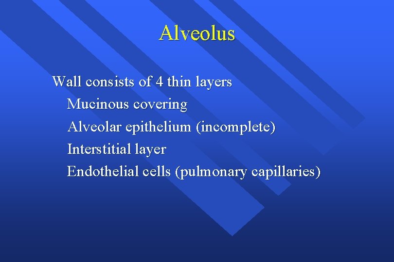 Alveolus Wall consists of 4 thin layers Mucinous covering Alveolar epithelium (incomplete) Interstitial layer