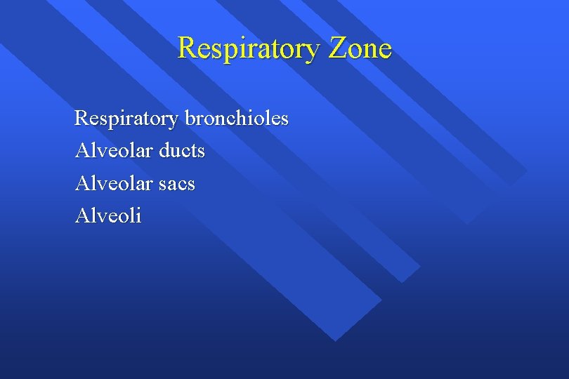 Respiratory Zone Respiratory bronchioles Alveolar ducts Alveolar sacs Alveoli 
