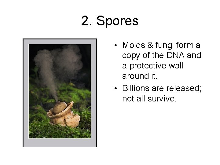 2. Spores • Molds & fungi form a copy of the DNA and a