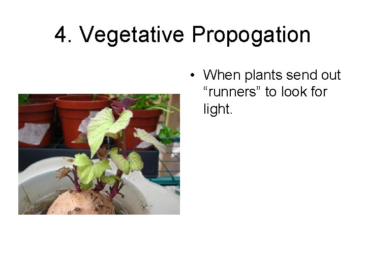 4. Vegetative Propogation • When plants send out “runners” to look for light. 