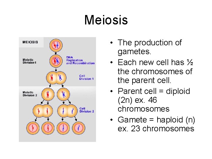 Meiosis • The production of gametes. • Each new cell has ½ the chromosomes