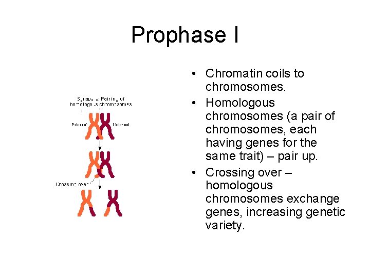 Prophase I • Chromatin coils to chromosomes. • Homologous chromosomes (a pair of chromosomes,