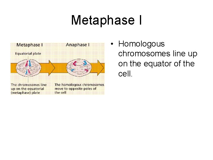 Metaphase I • Homologous chromosomes line up on the equator of the cell. 