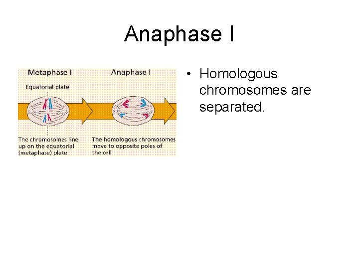 Anaphase I • Homologous chromosomes are separated. 