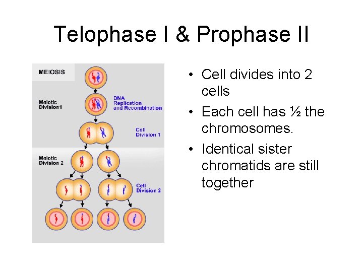 Telophase I & Prophase II • Cell divides into 2 cells • Each cell