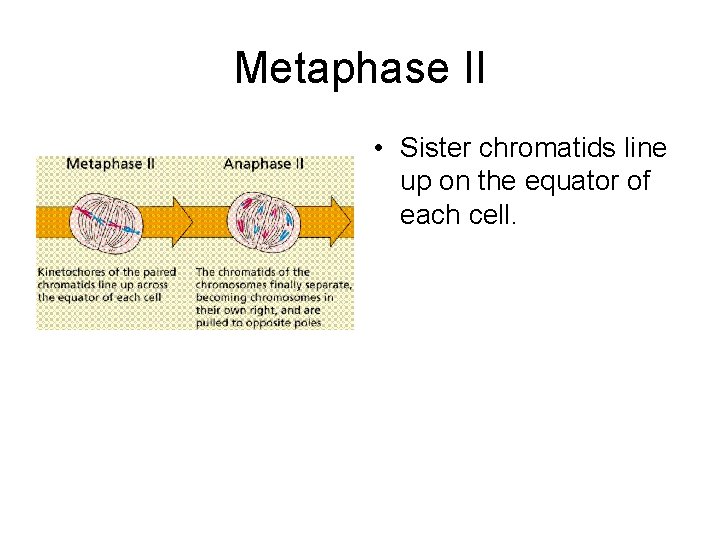 Metaphase II • Sister chromatids line up on the equator of each cell. 
