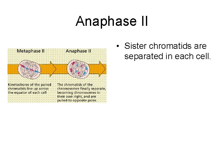 Anaphase II • Sister chromatids are separated in each cell. 