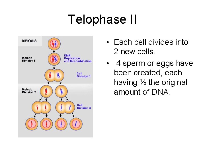 Telophase II • Each cell divides into 2 new cells. • 4 sperm or