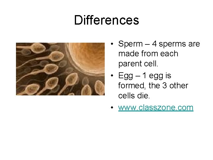 Differences • Sperm – 4 sperms are made from each parent cell. • Egg