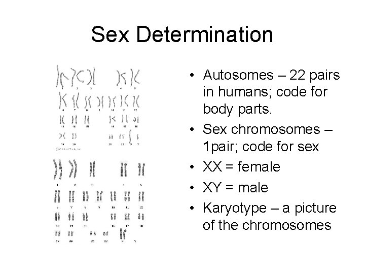 Sex Determination • Autosomes – 22 pairs in humans; code for body parts. •