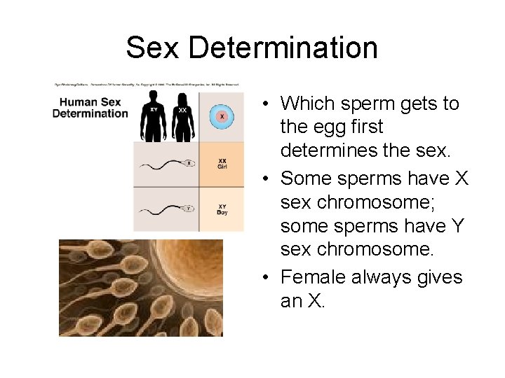Sex Determination • Which sperm gets to the egg first determines the sex. •