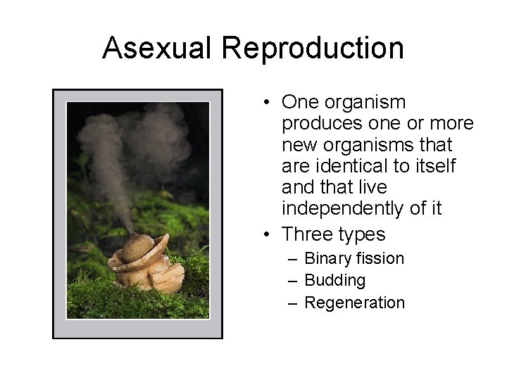 Asexual Reproduction • One organism produces one or more new organisms that are identical