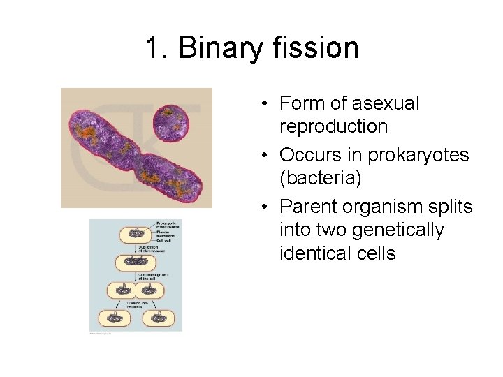 1. Binary fission • Form of asexual reproduction • Occurs in prokaryotes (bacteria) •