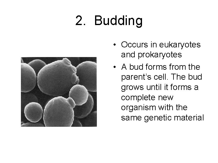 2. Budding • Occurs in eukaryotes and prokaryotes • A bud forms from the
