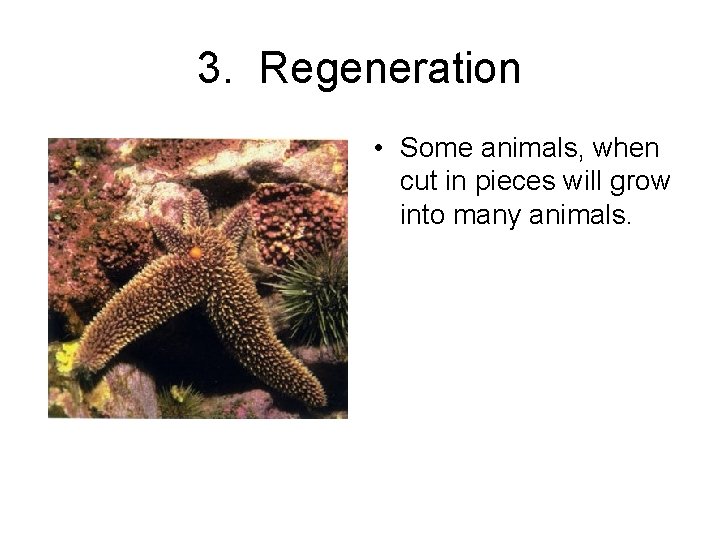 3. Regeneration • Some animals, when cut in pieces will grow into many animals.