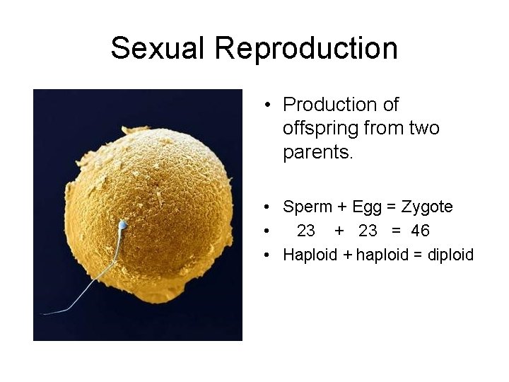 Sexual Reproduction • Production of offspring from two parents. • Sperm + Egg =