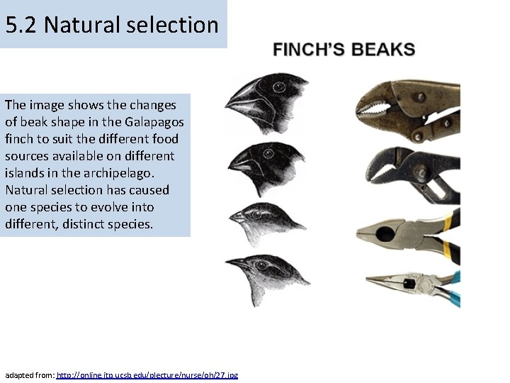 5. 2 Natural selection The image shows the changes of beak shape in the
