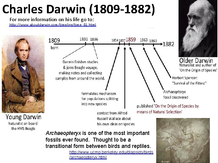 Charles Darwin (1809 -1882) For more information on his life go to: http: //www.