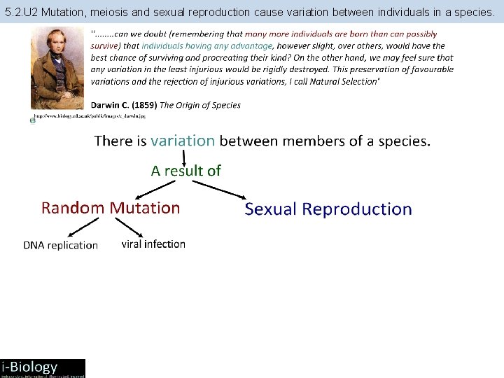 5. 2. U 2 Mutation, meiosis and sexual reproduction cause variation between individuals in