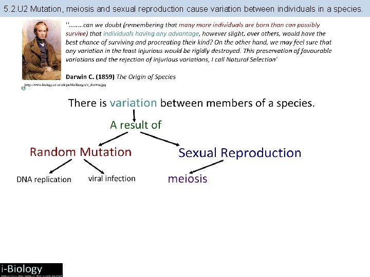 5. 2. U 2 Mutation, meiosis and sexual reproduction cause variation between individuals in