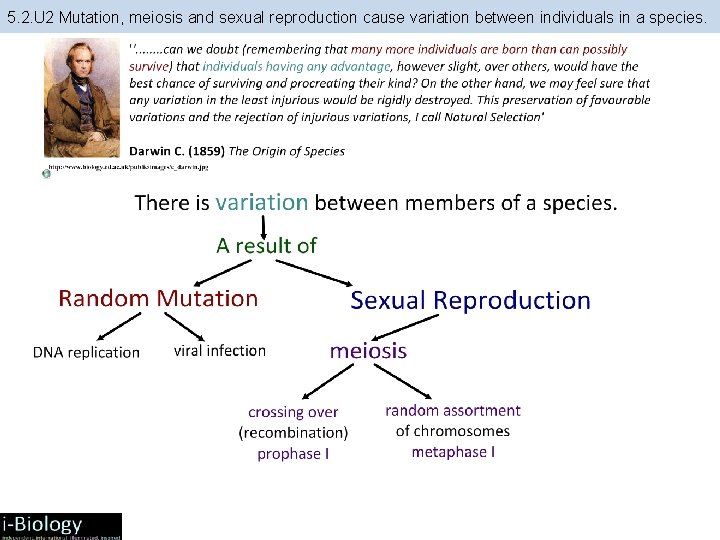 5. 2. U 2 Mutation, meiosis and sexual reproduction cause variation between individuals in