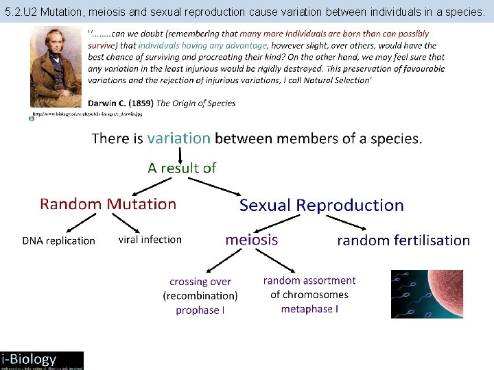 5. 2. U 2 Mutation, meiosis and sexual reproduction cause variation between individuals in