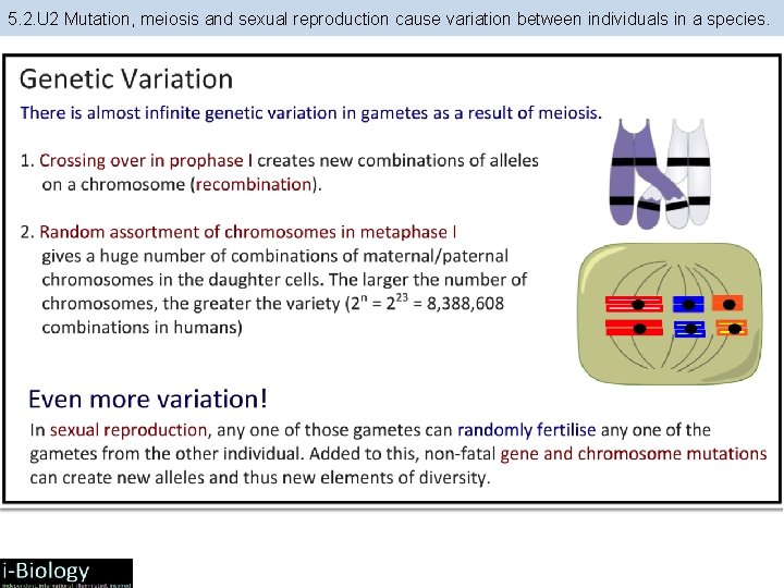 5. 2. U 2 Mutation, meiosis and sexual reproduction cause variation between individuals in