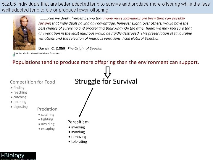 5. 2. U 5 Individuals that are better adapted tend to survive and produce