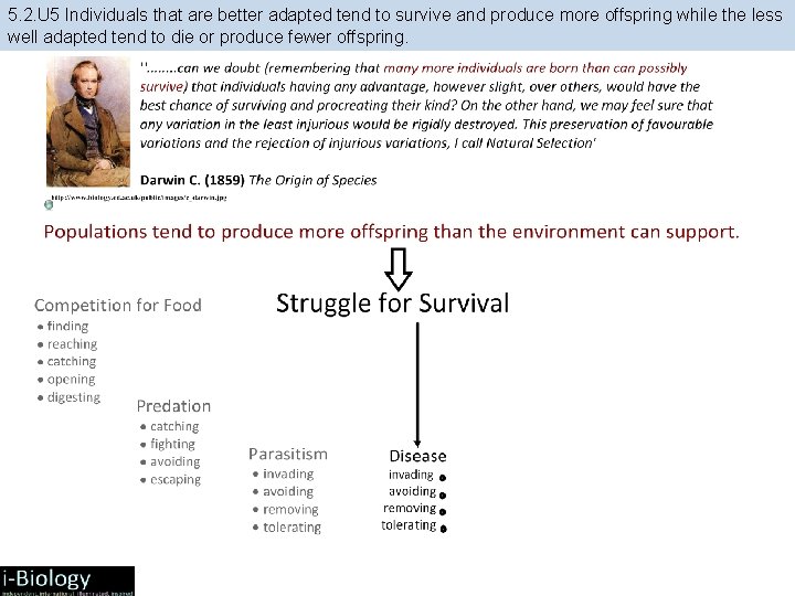 5. 2. U 5 Individuals that are better adapted tend to survive and produce