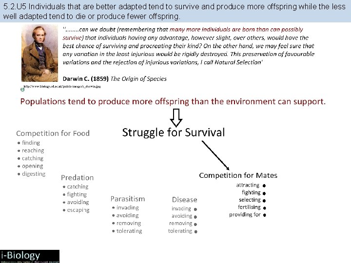5. 2. U 5 Individuals that are better adapted tend to survive and produce