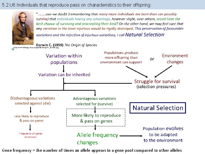 5. 2. U 6 Individuals that reproduce pass on characteristics to their offspring. Allele