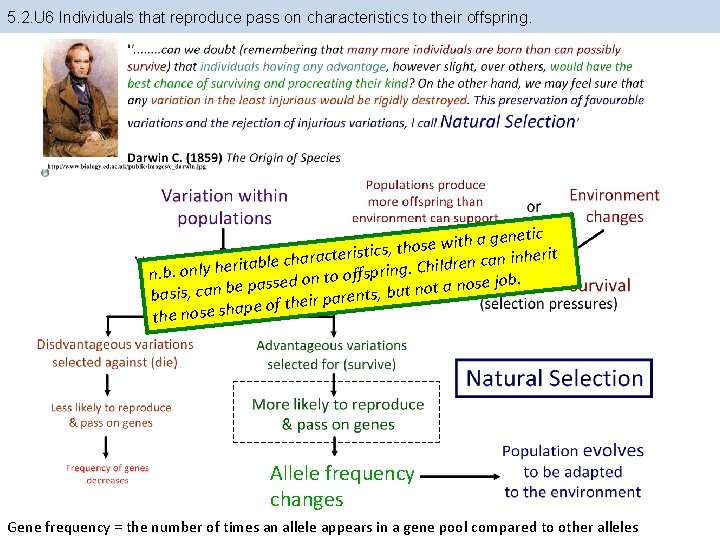 5. 2. U 6 Individuals that reproduce pass on characteristics to their offspring. genetic