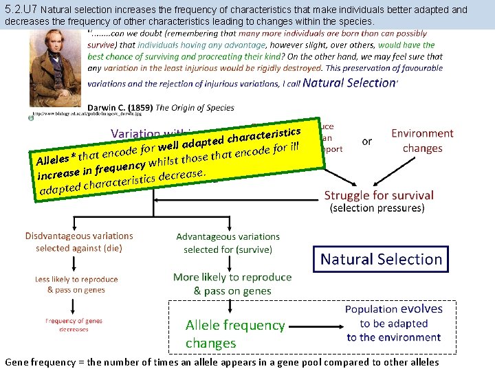 5. 2. U 7 Natural selection increases the frequency of characteristics that make individuals