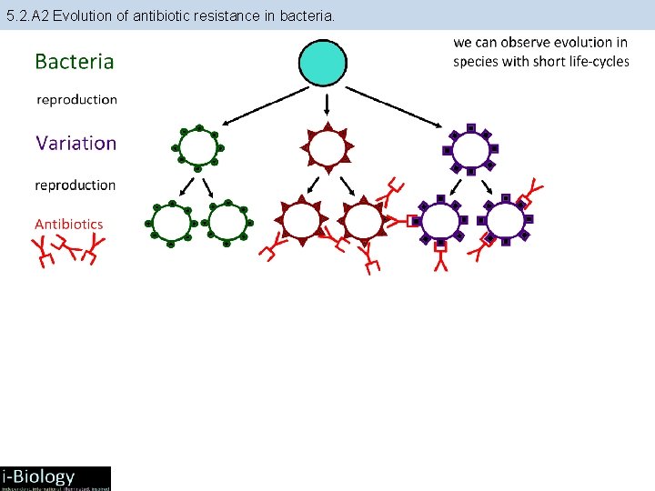 5. 2. A 2 Evolution of antibiotic resistance in bacteria. 