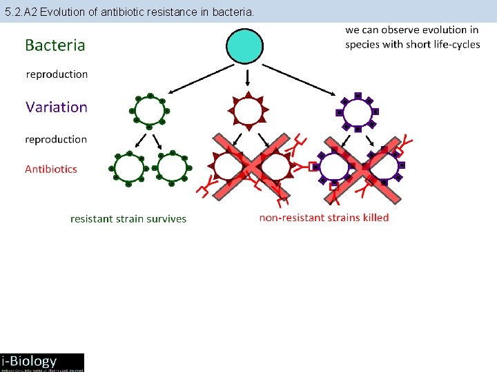 5. 2. A 2 Evolution of antibiotic resistance in bacteria. 