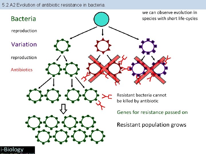5. 2. A 2 Evolution of antibiotic resistance in bacteria. 