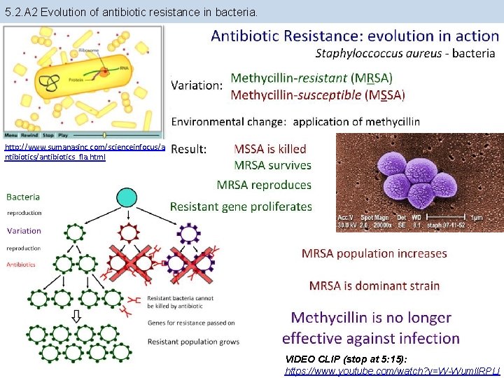 5. 2. A 2 Evolution of antibiotic resistance in bacteria. http: //www. sumanasinc. com/scienceinfocus/a