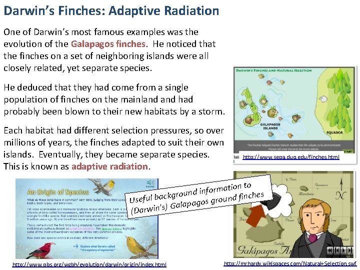 Darwin’s Finches: Adaptive Radiation One of Darwin’s most famous examples was the evolution of