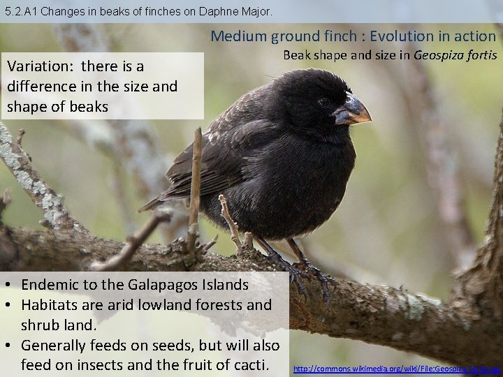 5. 2. A 1 Changes in beaks of finches on Daphne Major. Medium ground