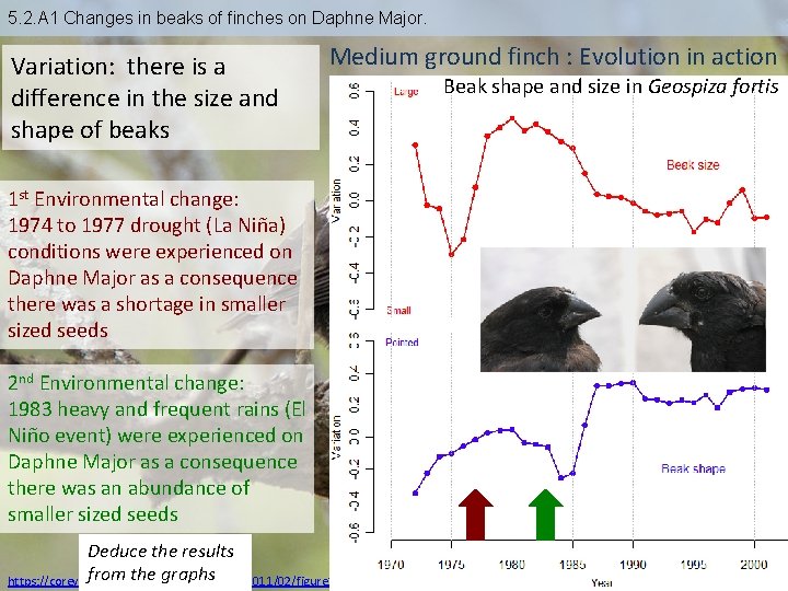 5. 2. A 1 Changes in beaks of finches on Daphne Major. Variation: there
