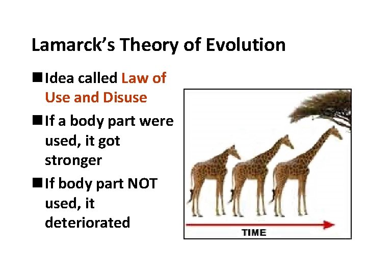 Lamarck’s Theory of Evolution n Idea called Law of Use and Disuse n If
