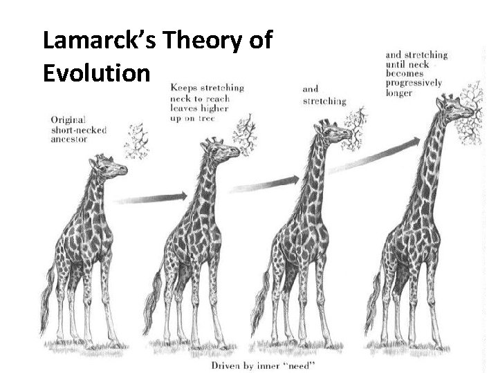 Lamarck’s Theory of Evolution 