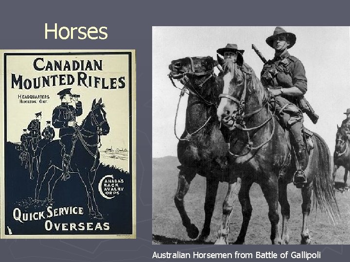 Horses Australian Horsemen from Battle of Gallipoli 