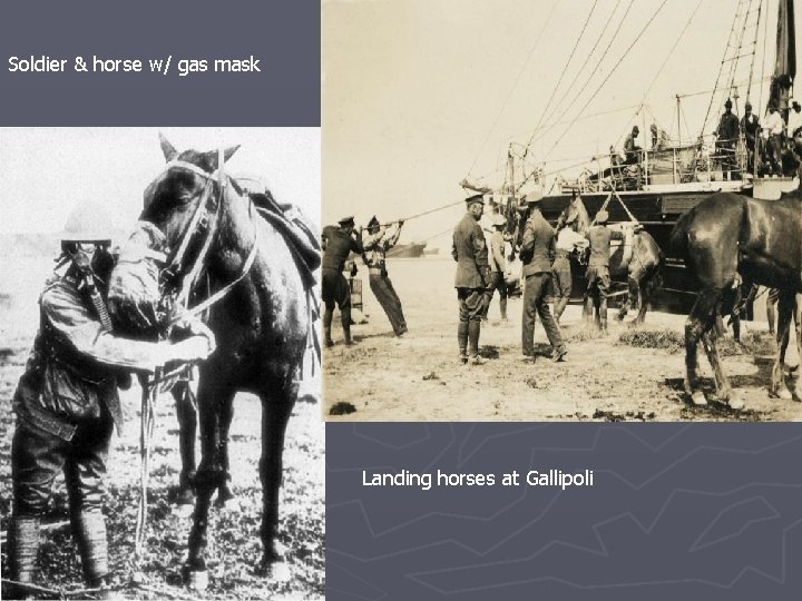 Soldier & horse w/ gas mask Landing horses at Gallipoli 