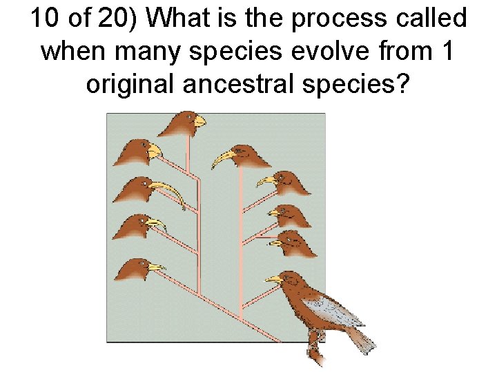 10 of 20) What is the process called when many species evolve from 1