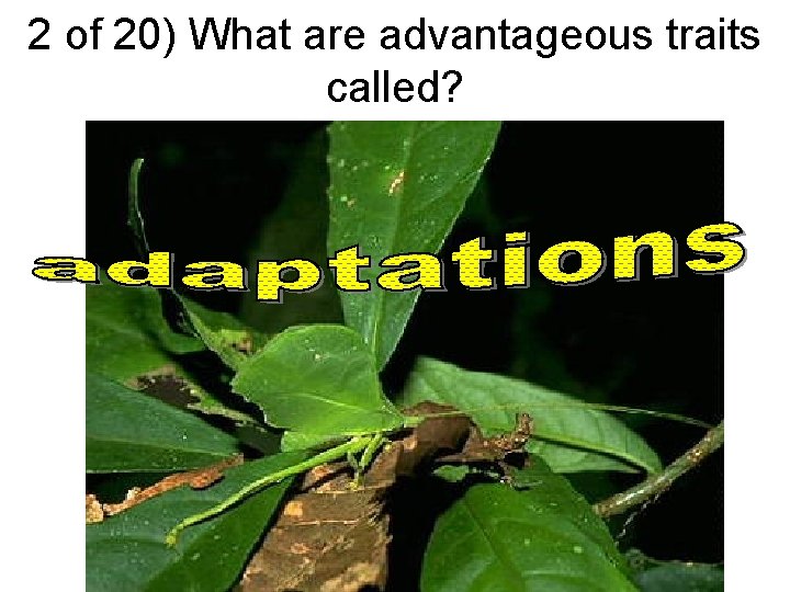 2 of 20) What are advantageous traits called? 