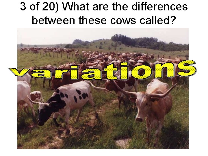 3 of 20) What are the differences between these cows called? 