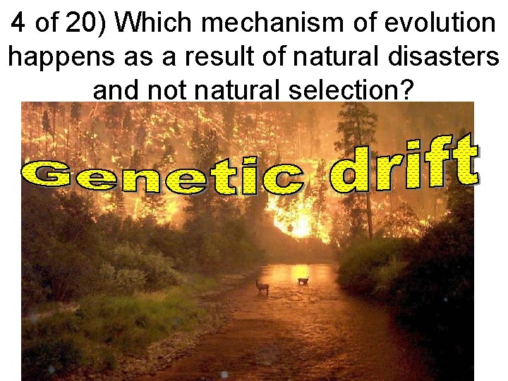 4 of 20) Which mechanism of evolution happens as a result of natural disasters