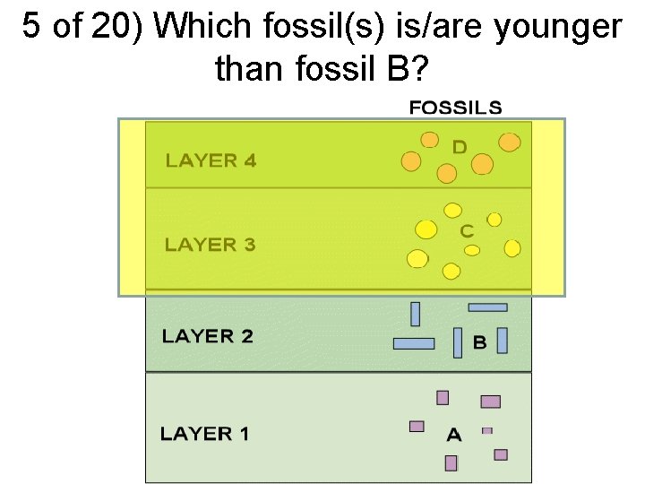 5 of 20) Which fossil(s) is/are younger than fossil B? 